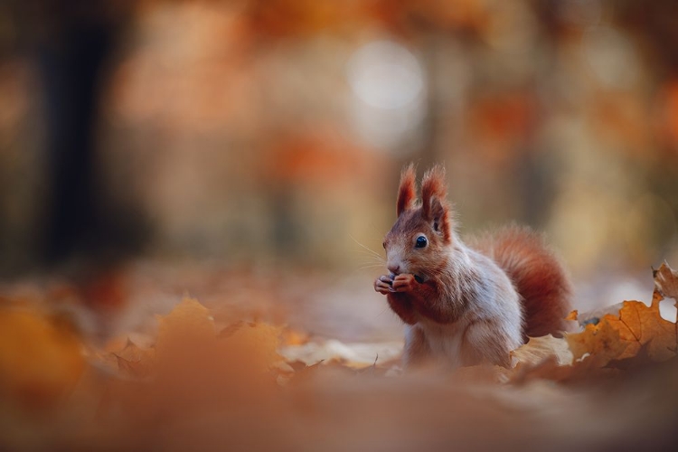 Picture of THE RED SQUIRREL OR EURASIAN RED SQUIRREL (SCIURUS VULGARIS)