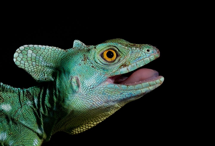 Picture of BASILISCUS PLUMIFRONS - PLUMED BASILISK