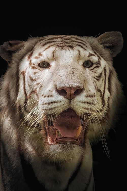 Picture of WHITE TIGER