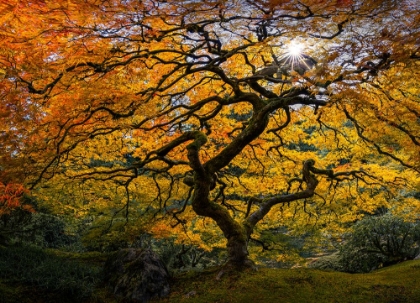 Picture of JAPANESE MAPLE TREE