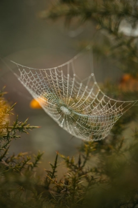 Picture of WEB