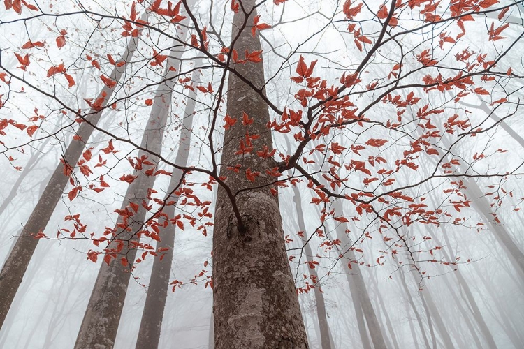 Picture of A FOREST DETAIL