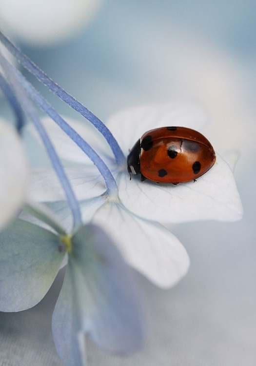 Picture of LADYBUG