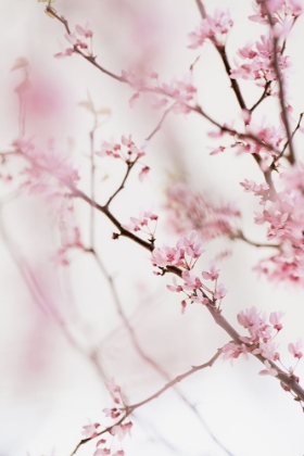 Picture of CHERRY BLOSSOM NO.1