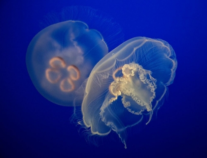 Picture of MOON JELLY