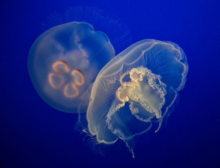 Picture of MOON JELLY