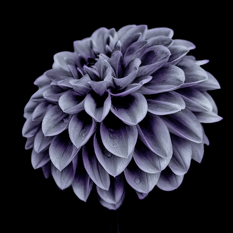 Picture of DAHLIA BLUE