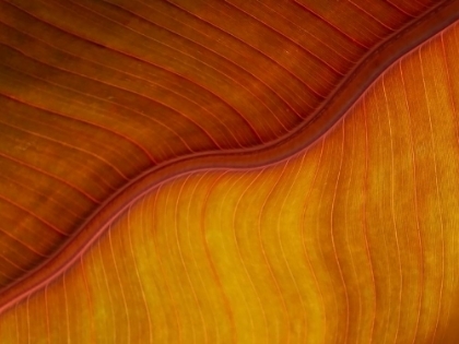 Picture of YELLOW PLUS ORANGE EQUALS A LEAF IN LATE FALL