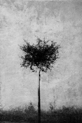 Picture of TREE IN BLACK AND WHITE