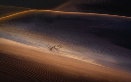 Picture of THE LONE PLANT IN THE DESERT