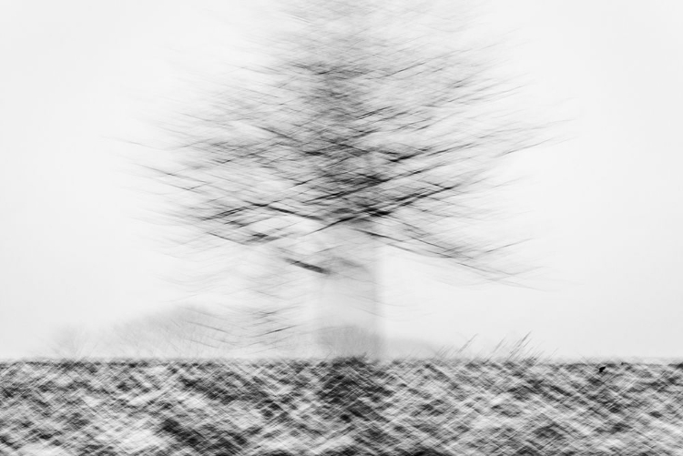 Picture of MOVING TREE IN THE SNOW