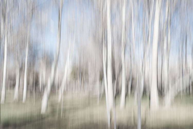 Picture of MOVING BIRCH TREES