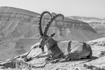 Picture of MALE NUBIAN IBEX