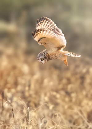 Picture of SHORT EARED OWL