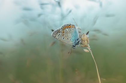 Picture of COMMON BLUE