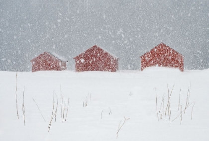 Picture of RED BOAT HOUSES IN THE SNOW