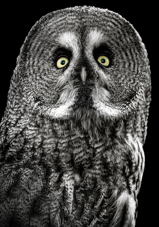 Picture of OWL