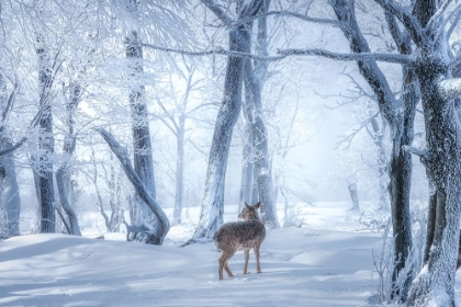 Picture of THE SIKA DEER IN THE SNOWY FOREST