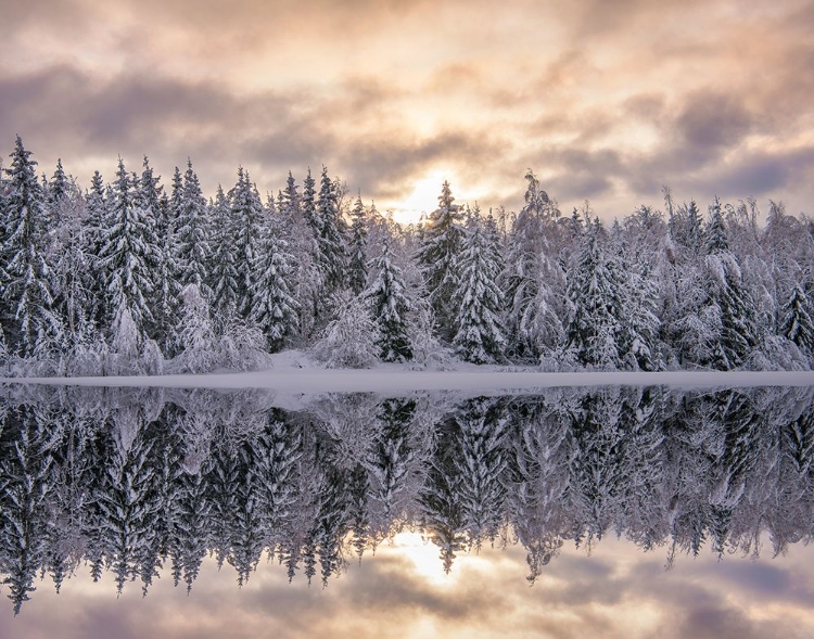 Picture of WINTERS REFLECTION