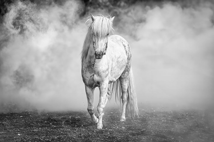 Picture of AND THERE CAME A WHITE HORSE