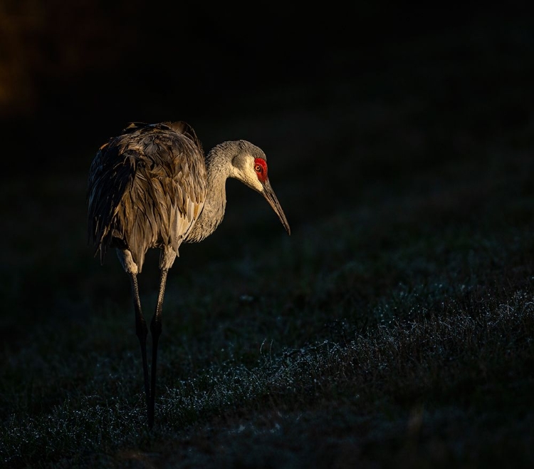 Picture of SAND CRANE