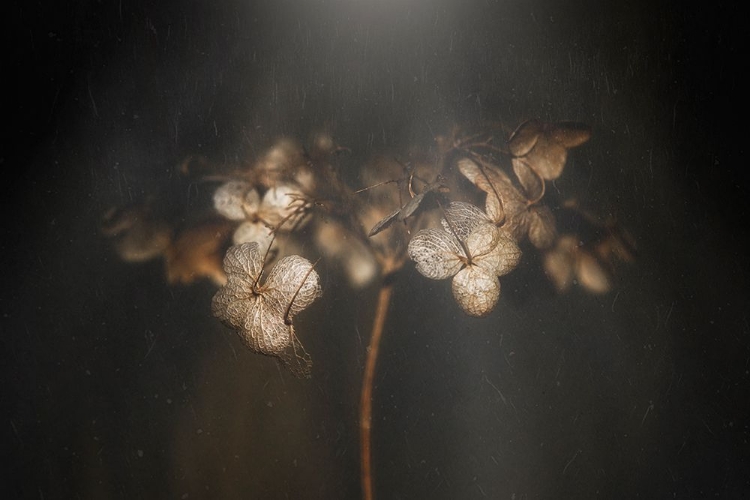 Picture of WITHERED HYDRANGEA