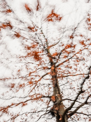 Picture of AUTUMN LEAVES