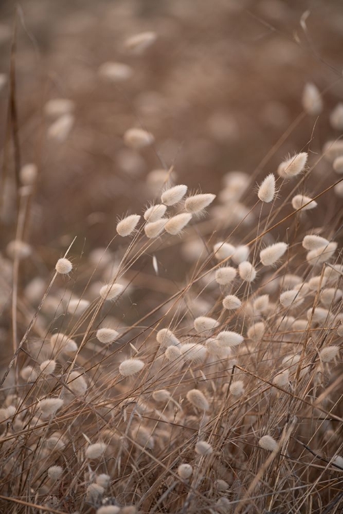 Picture of HARES TAIL