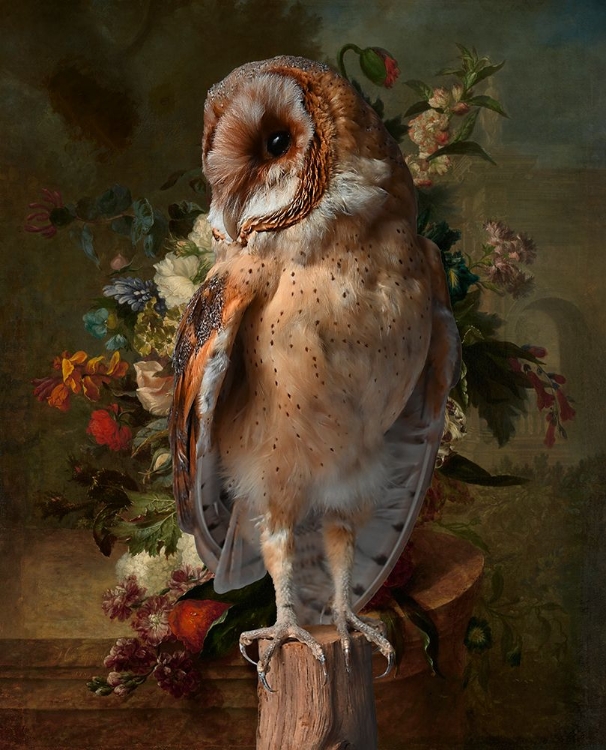 Picture of BARN OWL IN FLOWER STILL LIFE