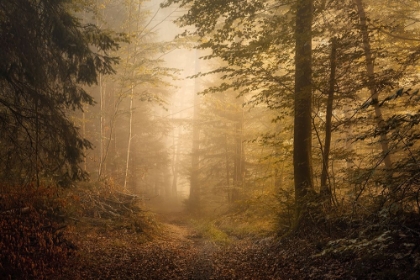 Picture of AUTUMNAL WOODLAND