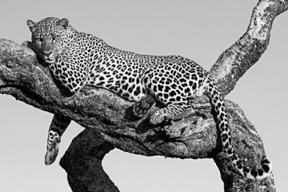 Picture of LEOPARD HANGING OUT