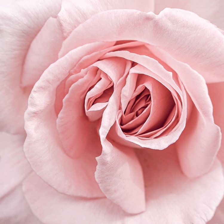 Picture of PINK ROSE