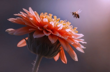 Picture of BEE FLYING ON THE FLOWER