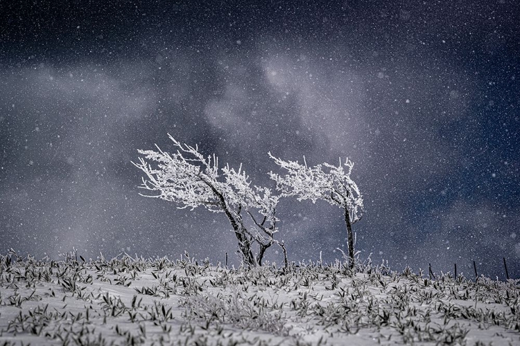 Picture of COVERED IN SNOW.