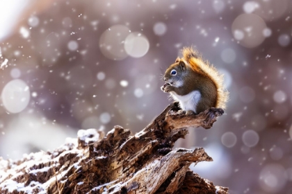 Picture of THE MAGIC SQUIRREL