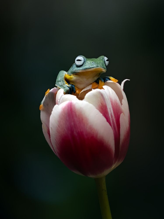 Picture of CUTE FLYING FROG