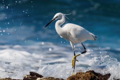 Picture of GRACEFUL LITTLE EGRET.