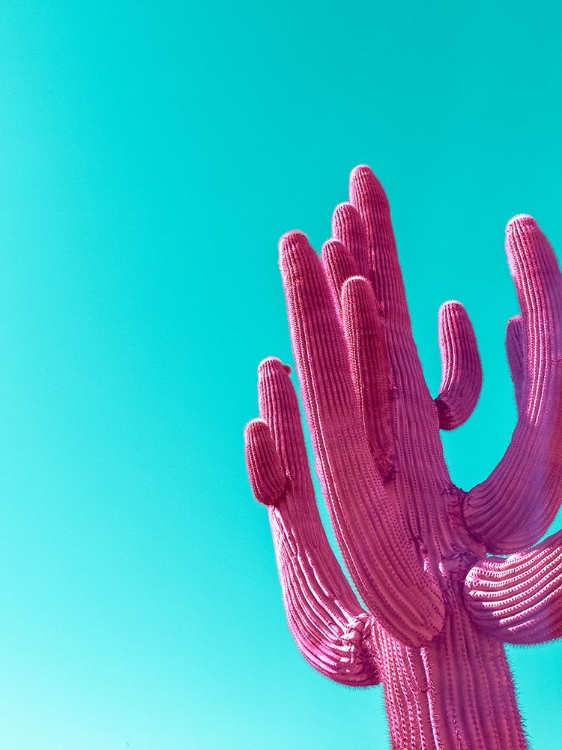 Picture of MAGENTA PINK SAGUARO