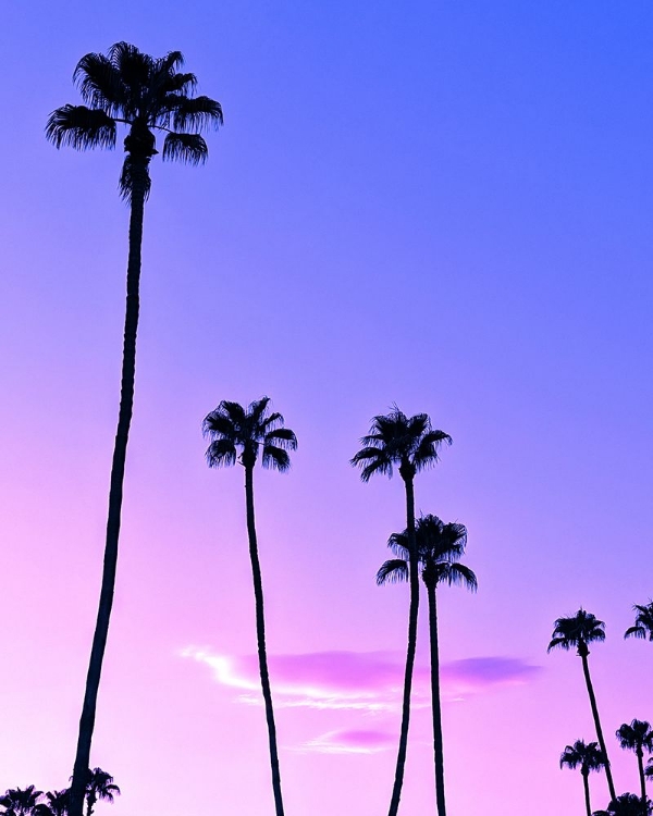 Picture of PALM TREE SUNSET