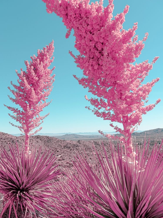 Picture of BLOOMING PINK YUCCAS IN THE MOJAVE DESERT