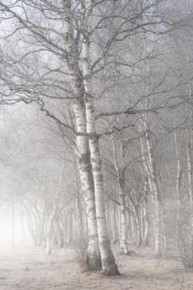 Picture of MISTY TREE