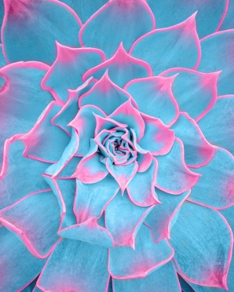 Picture of BLUE AND PINK SUCCULENT