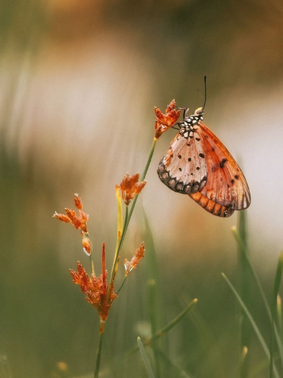 Picture of BUTTERFLY