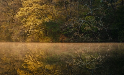 Picture of MORNING POND