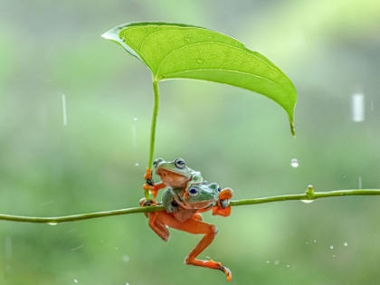 Picture of PAIR OF GREEN FROGS