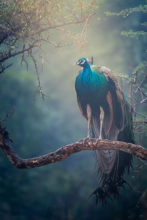 Picture of PEACOCK IN RAIN