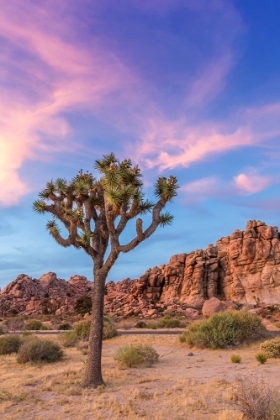 Picture of JOSHUA TREE EVENING ATMOSPHERE