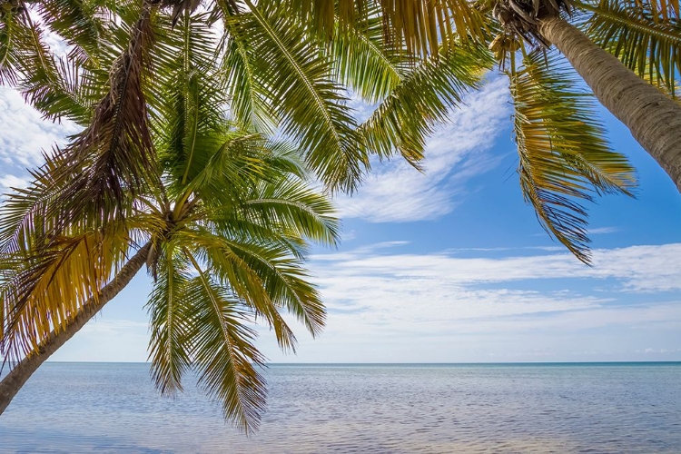 Picture of FLORIDA GORGEOUS OCEANSIDE