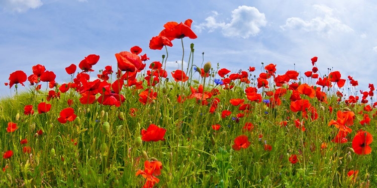 Picture of FIELD OF POPPIES | PANORAMIC VIEW