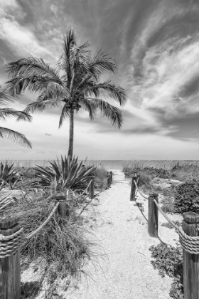 Picture of PATH TO THE BEACH - MONOCHROME